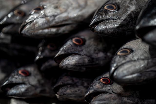 Ochii de ton sunt comestibili si o delicatesa